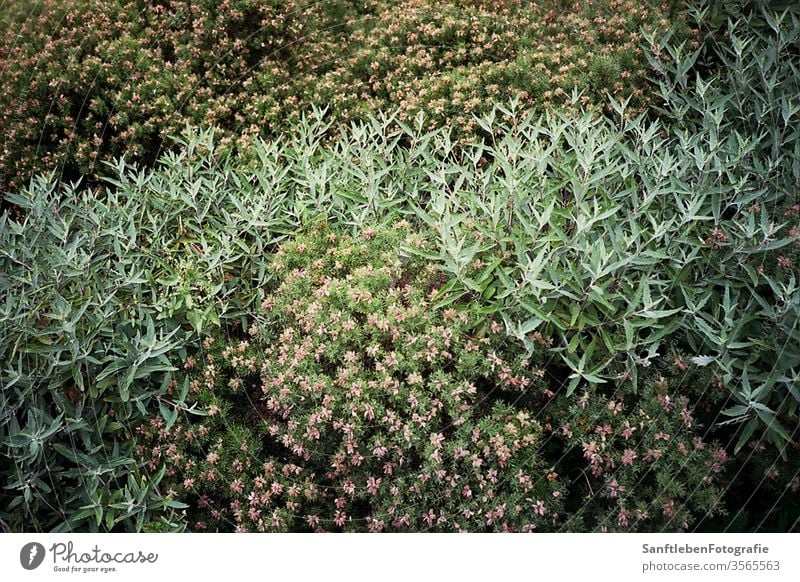 Hecke mit Blumen grün Sträucher Farbfoto Natur Umwelt Außenaufnahme Tag Pflanze Park Frühling flockig natürlich bewachsen Blumenteppich Blätter Blattknospe