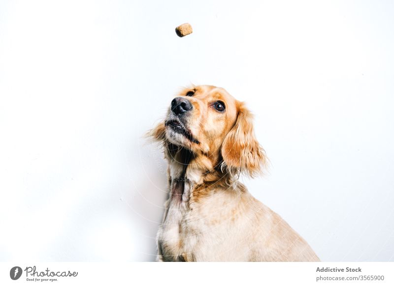 Hund beim Fangen von Futter auf weißem Hintergrund Haustier Lebensmittel Snack essen fangen züchten Tier Eckzahn heimisch Gesundheit aktiv Freund niedlich