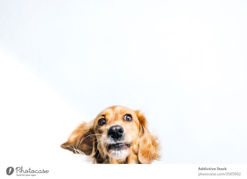 Glücklicher Rassehund auf weißem Hintergrund Hund Haustier züchten lustig niedlich Tier Eckzahn heimisch Kragen aktiv Freund Golden Retriever spielerisch