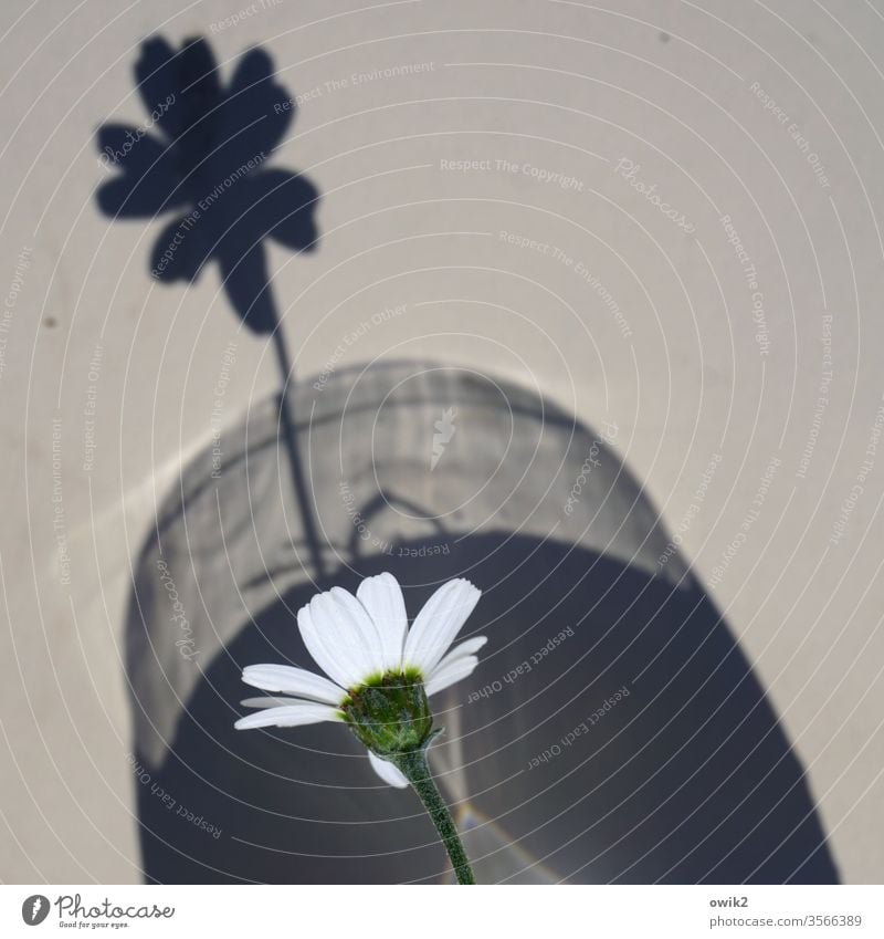 Rampensau Blume klein Schatten Margarite Blüte Blütenblätter Vase Schattenspiel Detailaufnahme Textfreiraum oben Textfreiraum rechts Farbfoto Menschenleer