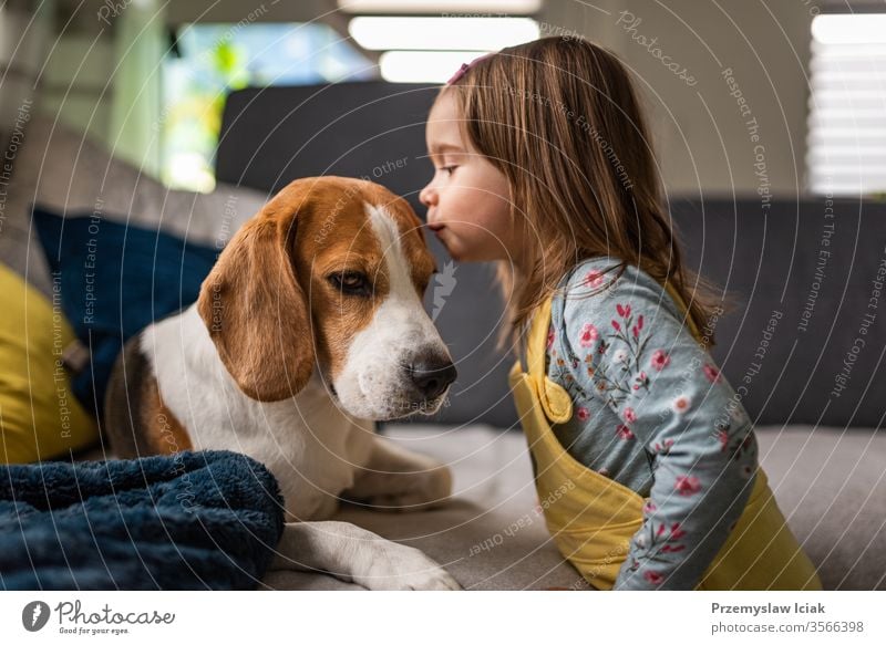 Hund mit einem niedlichen kaukasischen Mädchen. Beagle liegt auf dem Sofa, Baby kommt und gibt Hunden einen Kuss auf die Stirn. Liebe Kaukasier wenig im Inneren