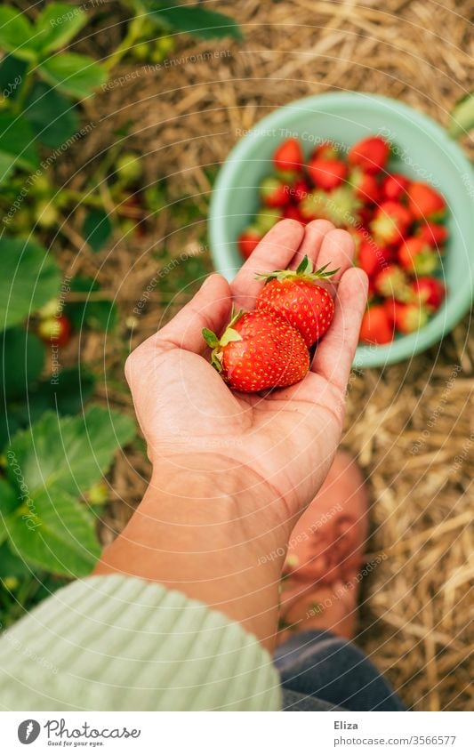 Eine Person hält selbst gepflückten Erdbeeren auf dem Erdbeerfeld in der Hand reif selberpflücken selber pflücken Feld lokal Regional lecker viele fruchtig Obst