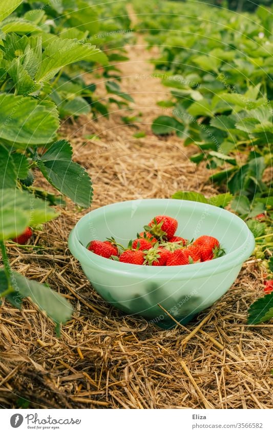 Eine Schüssel voller selbst gepflückter Erdbeeren zwischen Erdbeersträuchern im Erdbeerfeld Stroh schüssel gesammelt ernten pflücken lecker rot Feld draußen