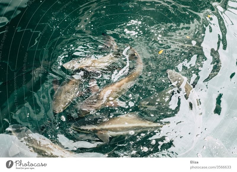 Viele große Fische im Wasser in einer Fischzucht viele Oberfläche Tier blau Becken futtern Tiergruppe Schwarm Fischschwarm