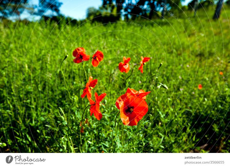 Mohn mohn ausflug wiesenpflanze mohnblume blühen blütenblatt draußen flora horizont mohnblüte natur sommer stempel rot weide park