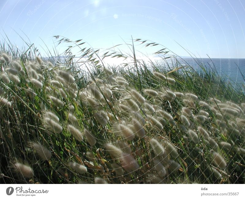 korfu anders Gras Weizen Licht Meer Sonnenuntergang