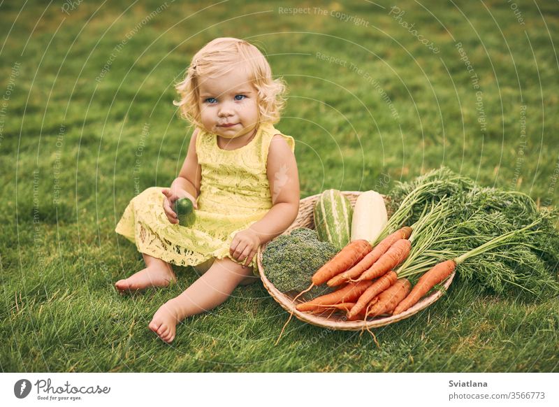 Ein kleines blondes Mädchen in einem gelben Kleid, barfuß, hält eine Gurke in der Hand, sitzt neben einem großen Korb mit Gemüse auf dem Gras. Gesundes Essen, grüne vegetarische Kost.