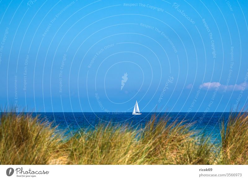 Blick auf die Ostsee mit Segelboot und Düne in Warnemünde Küste Rostock Ostseeküste Meer Ostseebad Mecklenburg-Vorpommern segeln Boot Schiff Dünengras Himmel