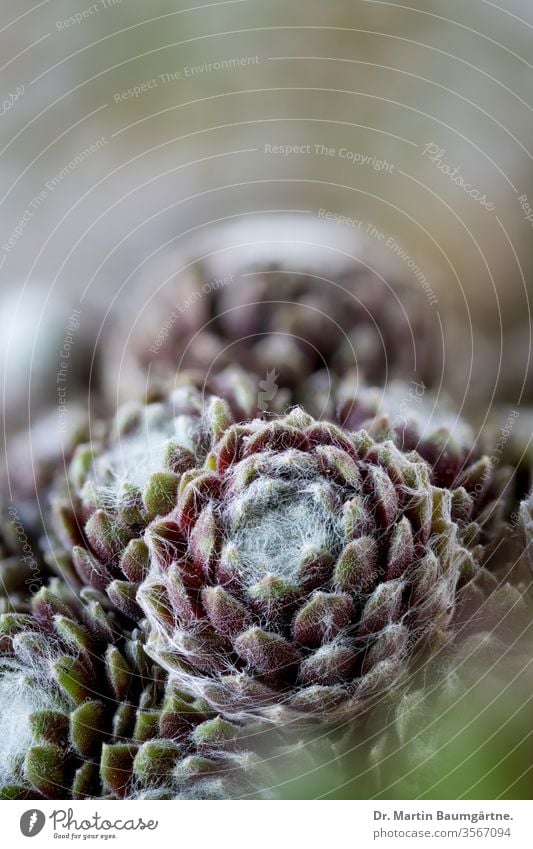 Hauswurzrosetten (Sempervivum) aus den Pyrenäen, Nahaufnahme Dachwurz Rosetten Sukkulente Dickblattgewächse Crassulaceae Kindel Tochterrosetten Steingarten