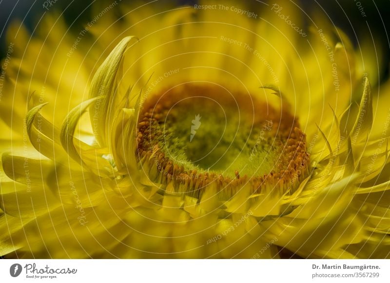 Gelbe Sorte der australischen Xerochrysum bracteatum, Bracteantha bracteata, Strohblume, Papiergänseblümchen, Nahaufnahme eines Blütenkopfes Blume immerwährend