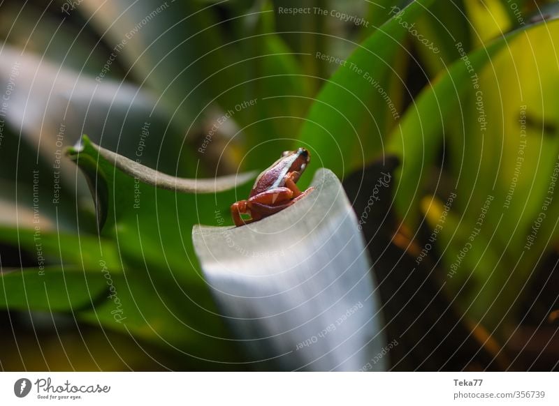 Blatt und Amphib Darts Umwelt Natur Pflanze Tier Frosch 1 Abenteuer Klima Pfeilgiftfrosch Gedeckte Farben Innenaufnahme Nahaufnahme Detailaufnahme Makroaufnahme