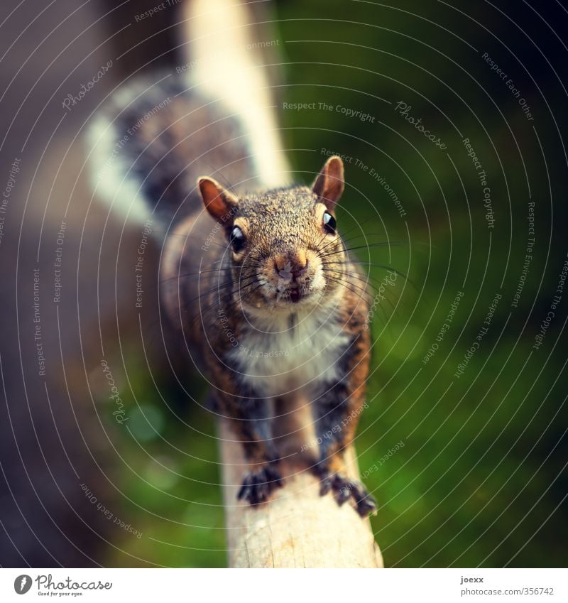 Mehr? Tier Wildtier Tiergesicht Fell Eichhörnchen 1 füttern Blick warten Freundlichkeit kuschlig Neugier niedlich braun grün Farbfoto Gedeckte Farben