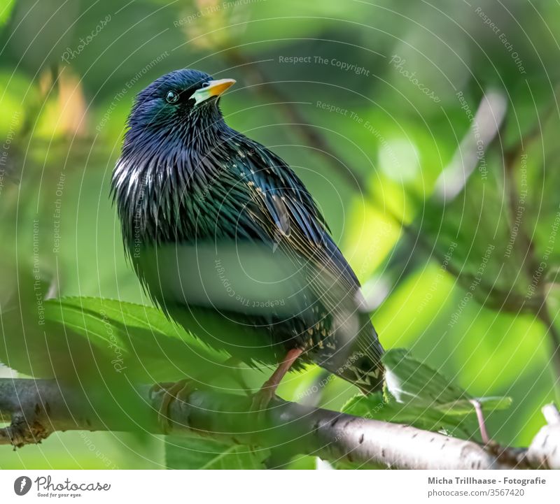 Star im Baum Sturnus vulgaris Vogel Tiergesicht Schnabel Auge Flügel Feder Krallen Wildtier Natur Kopf Gefieder glänzend strahlend Äste Zweige Laub Blätter