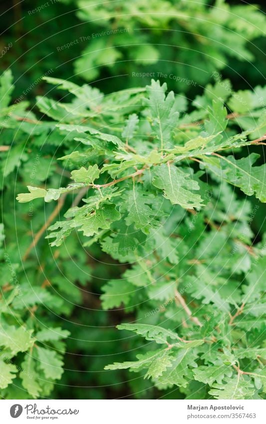 Üppig grüne Blätter im tiefen Wald im Frühling abstrakt Hintergrund schön Schönheit Buchsbaum botanisch Botanik Ast hell Farbe Erhaltung Tag Design Öko Ökologie