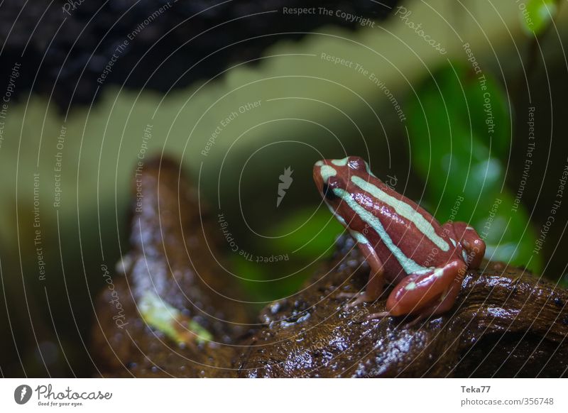 Absprung Darts Umwelt Natur Pflanze Tier Frosch 1 dünn schleimig Brasilien planen Pfeilgiftfrosch Gift Gedeckte Farben Innenaufnahme Nahaufnahme Detailaufnahme