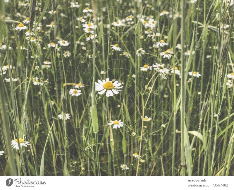 Gänseblümchen oder Kamille Wiese Blimen Natur Gras Sommer Pflanze Blume grün Umwelt Blüte Frühling Blühend Menschenleer Blumenwiese Farbfoto Wachstum schön