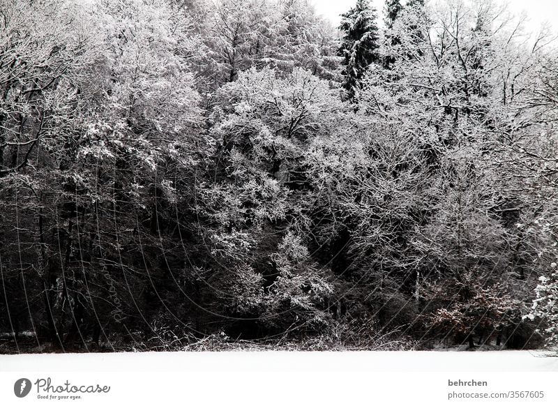 stillstand Pflanze Schneelandschaft Eis Winter Wald Bäume Frost Umwelt Natur Landschaft Winterlandschaft kalt Kälte frieren gefroren Außenaufnahme Baum Idylle