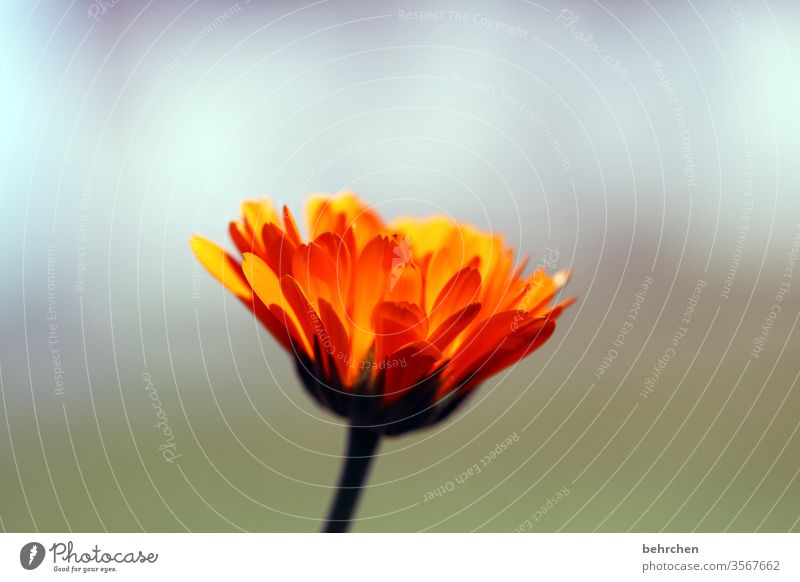 pfingstblümchen Duft Blühend Sonnenlicht Pflanze Blatt Natur Landschaft Sommer Blume Blüte Blütenblatt Garten Wiese Wärme gelb schön sommerlich leuchten