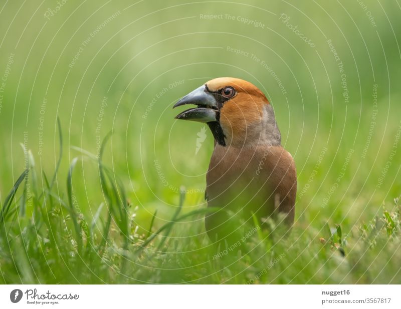 Kernbeißer im Gras Tier Farbfoto 1 Außenaufnahme Natur Vogel Wildtier Tierporträt Umwelt Tag Menschenleer Schwache Tiefenschärfe grau Ganzkörperaufnahme