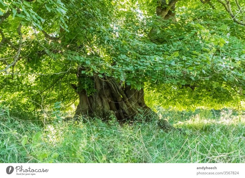 Tausendjährige Linde mit der Baumkrone voller grüner Blätter Vorbau 1000 alt langlebig Jahr Denkmal überdauern jährlich Jahre Ast Rinde Textfreiraum Ökologie