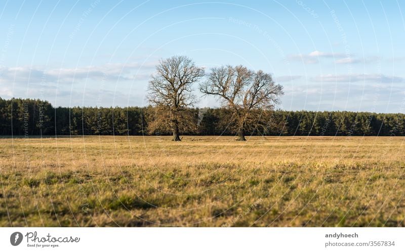 Alte zwei Bäume auf einer Trockenwiese vor einem Wald abgelegen schön groß blau Ast Wolken Farbe farbenfroh Land Landschaft Tag leer Umwelt Europa Feld Gras