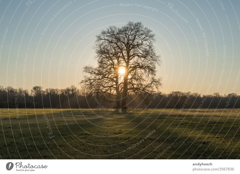 Ein Baumkarpfen auf einer weiten Wiese mit Sonne dazwischen schön Schönheit feiern Feier heiter Land Landschaft Paar Umwelt Familie Feld Wald traumhaft Gras