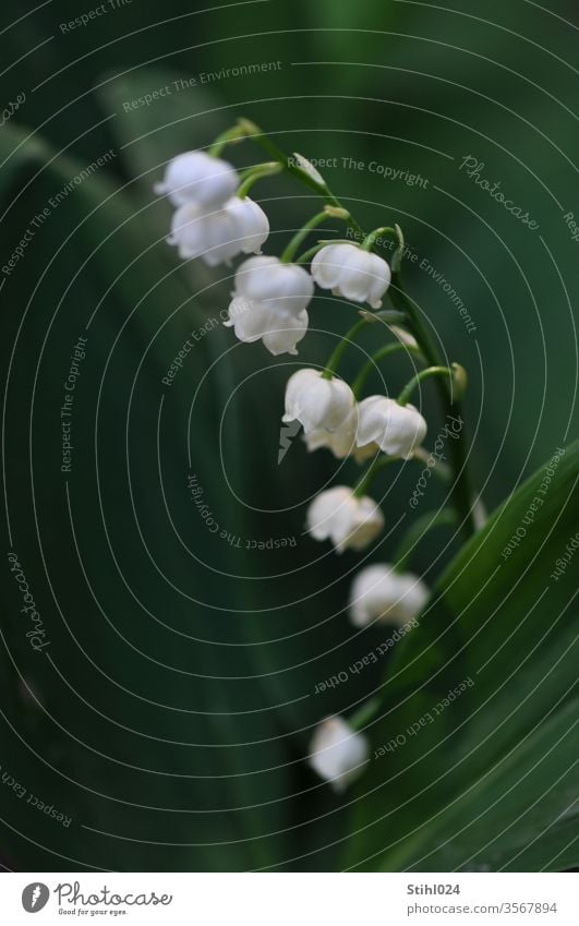 Maiglöckchen Convallaria majalis Halbschatten Schatten Frühling Frühlingsblüher Unterholz Blüte weiß Detail Closeup Blume zart geruch grün Frühlingsbote