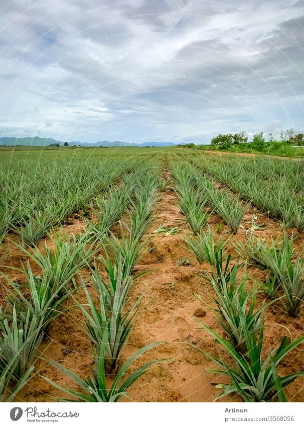 Ananasplantage. Landschaft Ananasfarm und Berg. Anbau von Plnat. Anbau von Ananas in Bio-Farm. Landwirtschaftliche Industrie. Grüner Ananasbaum im Feld und weißer Himmel und Wolken.