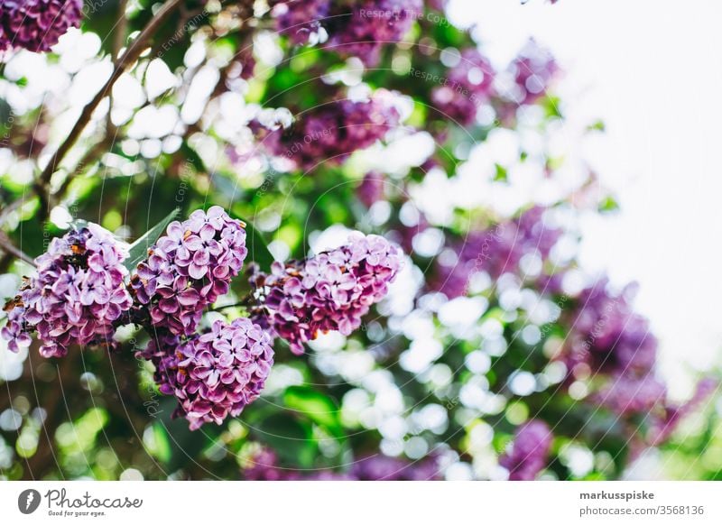 Frischer Fliederstrauch mit Bokeh Fliederbusch fliederblüte Sommer Duft lila