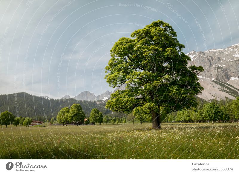 Auf der Blumenwiese wächst ein alter Baum, die Berge im Hintergrund kennen ihn Kastanie Eiche Buche Pflanze Wiese Kräuter Alpen Schnee Berge u. Gebirge