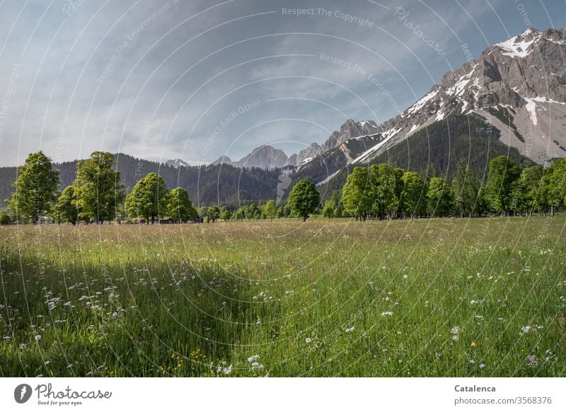 An einem Sommermorgen im Tal, die Blumenwiese, die Bäume und das Gebirge im Hintergrund strahlen Ruhe aus Grün Grau Blau Schönes Wetter Tageslicht Wald Gras