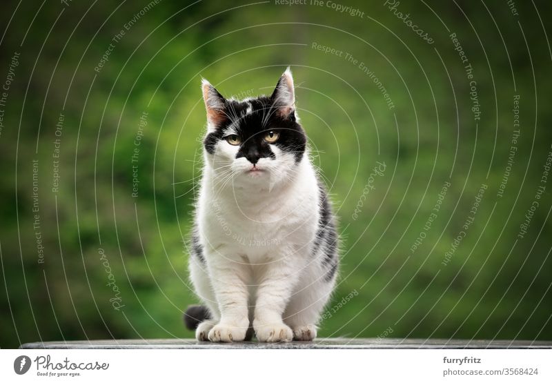 Porträt einer schwarz weißen Katze mit schönem Muster auf dem Gesicht im Freien Haustiere Mischlingskatze Natur Ein Tier grün katzenhaft Fell Textfreiraum