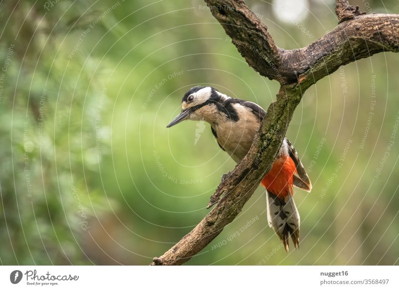 Buntspecht auf Ast Farbfoto Vogel Außenaufnahme Tier Natur Tierporträt Wildtier 1 Umwelt Menschenleer Wald Baum Tiergesicht Schwache Tiefenschärfe Park Garten