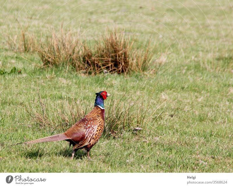 auf Brautschau - männlicher Fasan auf einer Moorwiese mit Gras und Binsen Vogel Tier Wildtier Gefieder Natur natürlich Außenaufnahme Tierwelt farbenfroh hübsch