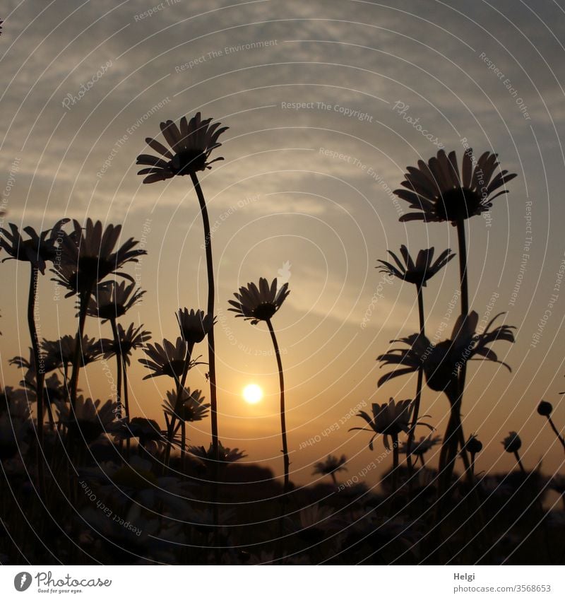 Margariten im Gegenlicht vor der Abendsonne Margaritenfeld Blume Blüte Sonnenuntergang Himmel Wolken Sonnenlicht Froschperspektive menschenleer Licht