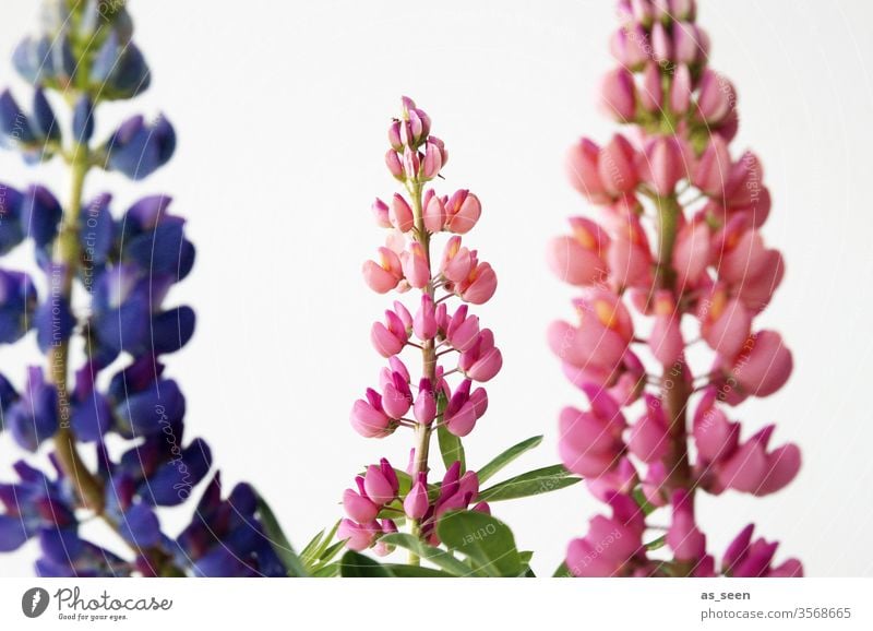 Lupinen Blüte Pflanze Blütenknospen Blütenpflanze Garten Sommer Frühling Lila pink grün Natur Blume Farbfoto Nahaufnahme Schwache Tiefenschärfe Detailaufnahme