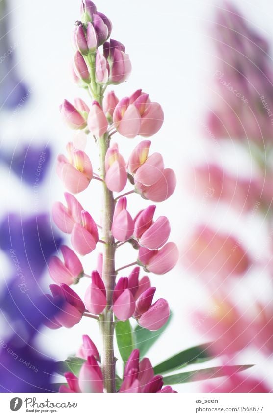 Lupinen Blüte Pflanze Blütenknospen Blütenpflanze Garten Sommer Frühling Lila pink grün Natur Blume Farbfoto Nahaufnahme Schwache Tiefenschärfe Detailaufnahme