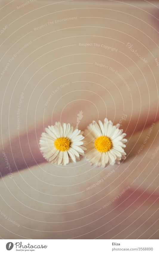 zwei Gänseblümchen auf zartrosa Hintergrund Paar paarweise künstlerisch sanft 2 Blume Blüte Zusammensein schön Frühling Sommer blühend kitschig floral Blühend