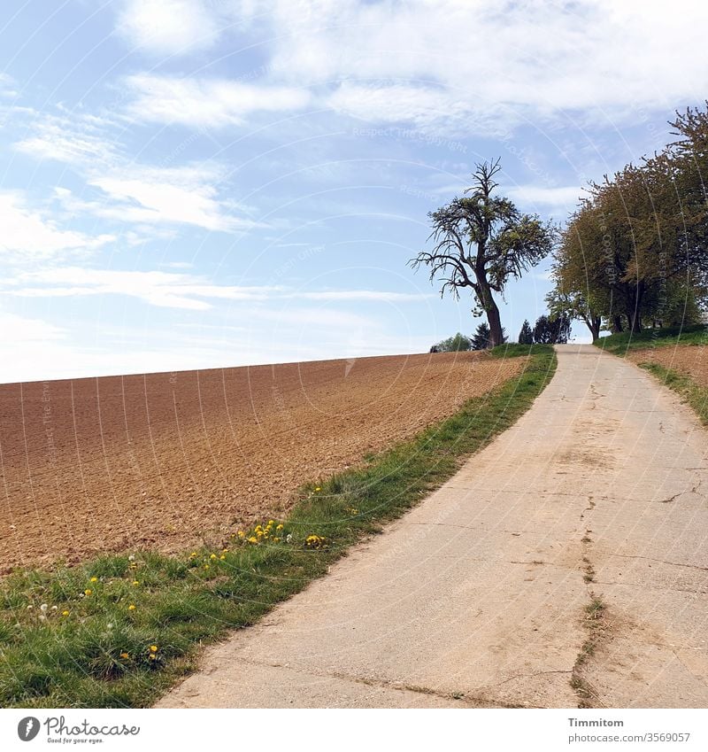 Den Hügel hinauf und dann immer weiter Weg Wege & Pfade Asphalt Feld Wegrand Bäume am Horizont Baum kahl Straße Landschaft Himmel Natur Wolken blau