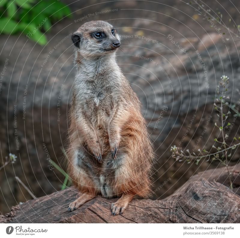 Aufmerksames Erdmännchen Suricata suricatta Mangusten Kopf Tiergesicht Augen Nase Maul Ohren Beine Pfoten Krallen Fell Wildtier Baum Wurzeln Äste Sand Erde