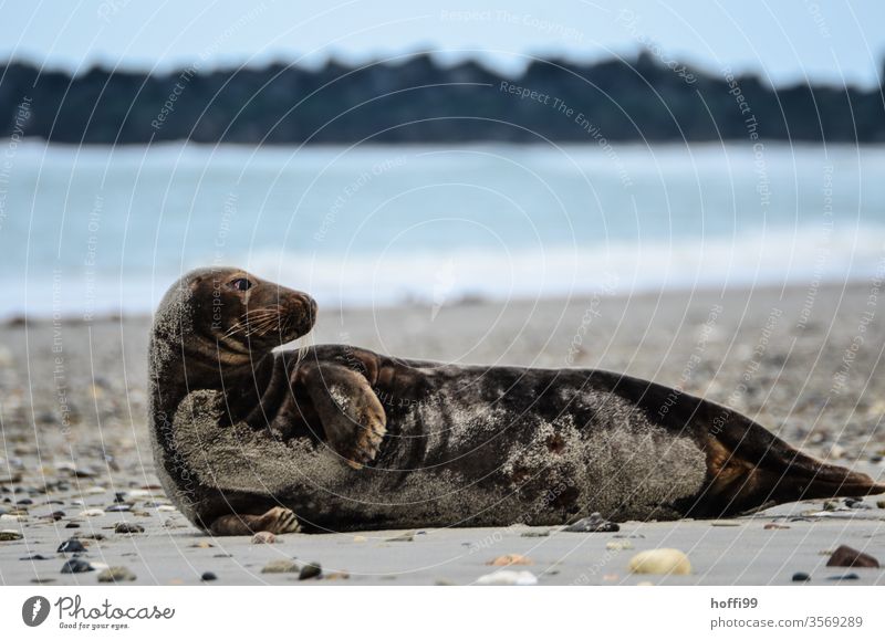 Kegelrobbe am Strand von Helgoland Robbe Wildtier Robben Nordsee Küste Tier 1 Insel Meer Wasser natürlich Umwelt Natur liegen