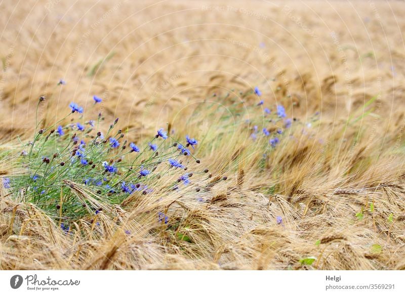 Kornblumen blühen in einem fast reifen Gerstenfeld Kornfeld Blume Blüte Pflanze Landwirtschaft Feld Getreide Getreidefeld Natur Menschenleer Ähren Gerstenähre