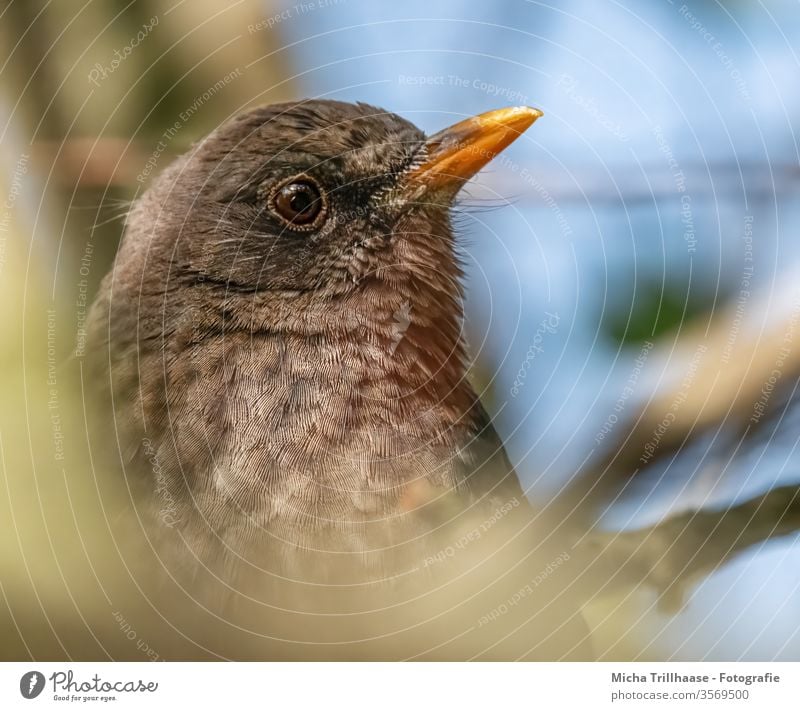 Amsel Porträt Vogel Tiergesicht Auge Schnabel Feder gefiedert Wildtier Natur Baum Zweige u. Äste Blatt Himmel Schönes Wetter Sonnenlicht Blick beobachten sitzen