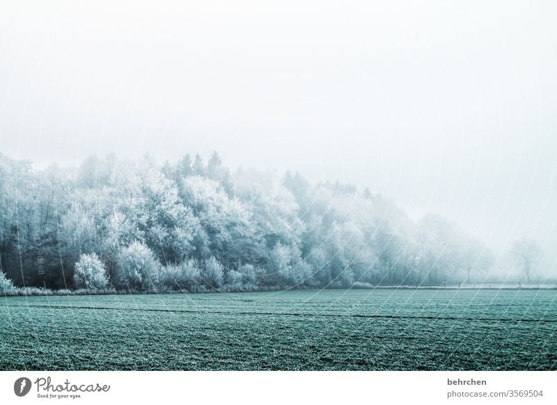 wintermärchen Winter Wald Schnee Bäume Frost Landschaft Natur Umwelt Wiese Feld Herbst laub Herbstlaub Herbstlandschaft Winterlandschaft kalt Kälte frieren