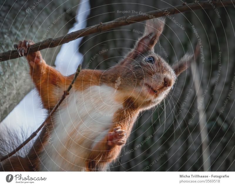 Neugieriges Eichhörnchen Sciurus vulgaris Tiergesicht Kopf Auge Maul Nase Ohr Fell Pfote Krallen Nagetiere beobachten Blick Natur Wildtier Baumstamm Wald