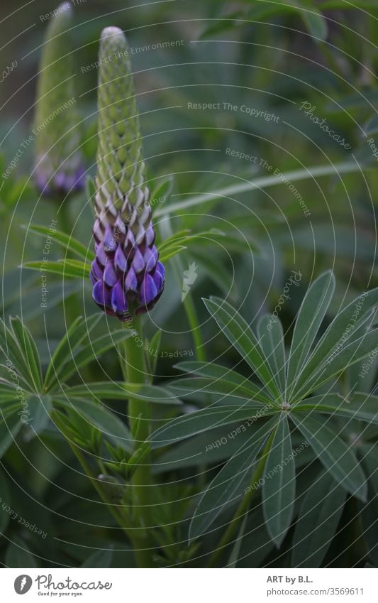 Lupinen pflanze blume dünger lila grün Blühend Garten Natur violett lupine lupinen blumen