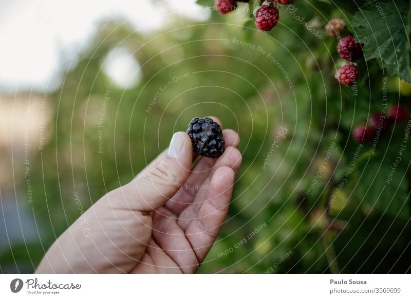 Brombeere in der Nähe der Hand haltend Brombeeren Brombeerbusch Frucht Beeren Bioprodukte organisch Biologische Landwirtschaft Gesunde Ernährung Lebensmittel