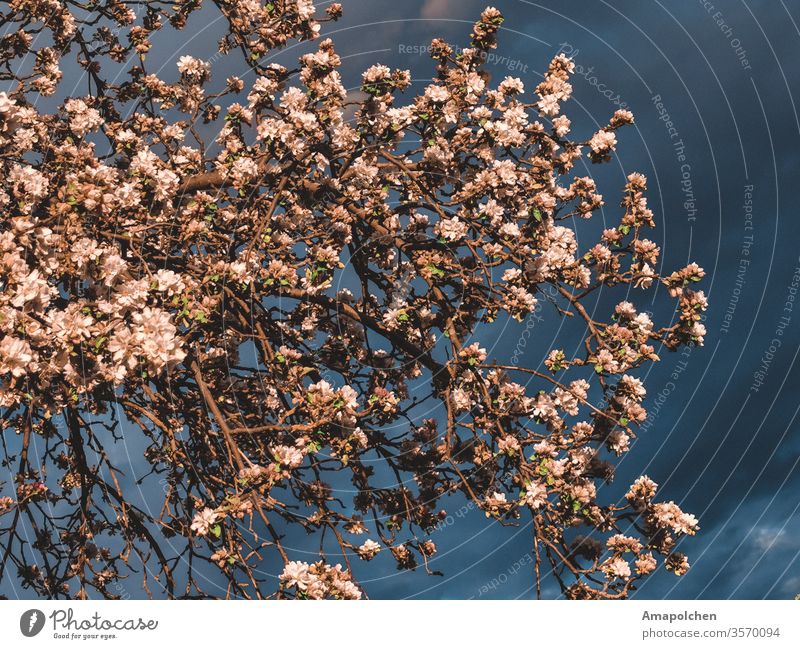 Kirschblüten im Sturm Himmel grauer Himmel Frühling Frühlingsblüte Frühlingsblume Ostern Kirsche Unwetter Wetter Wolken Regen bewölkt bewölktes Wetter