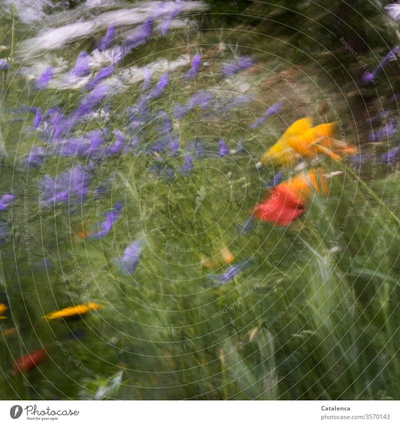 Die Wiesenblumen wiegen  sich im heftigen Wind  hin und her Flora Pfalanze Blume Blumenwiese Mohn Leinen Margarete Blüte duften blühen Garten Sommer windig Gras