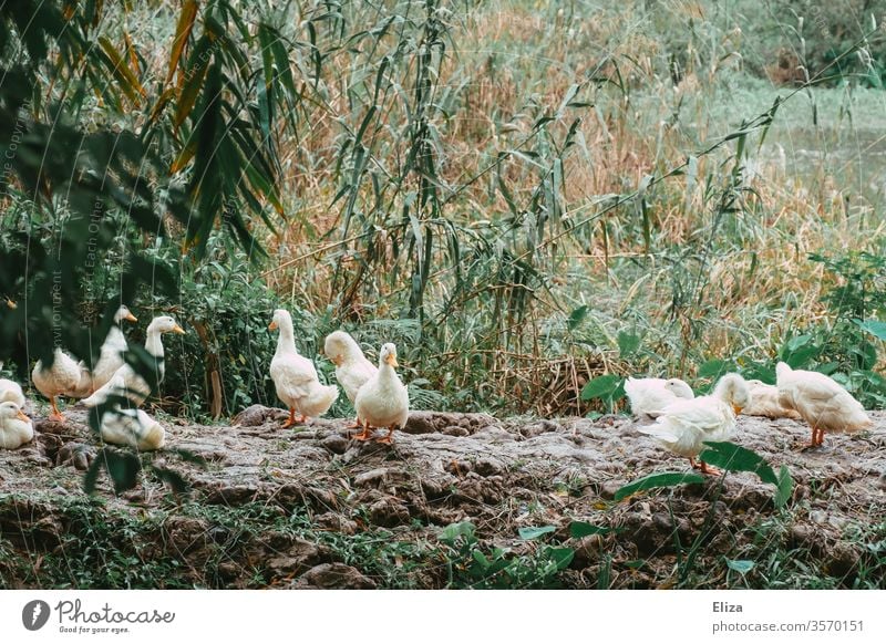 Eine Gruppe Gänse draußen in der Natur Tier Vogel Wildtier Feder Gans frei Schilf Wildgans